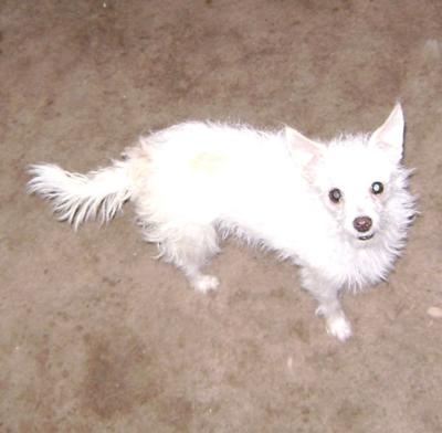 Livee (pronounced 'Libby with a V')