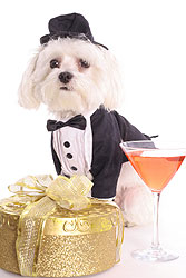 Fancy Maltese dog