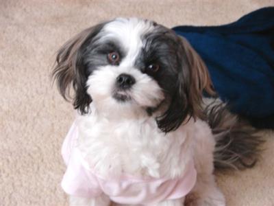 Sadie in her Pink Shirt