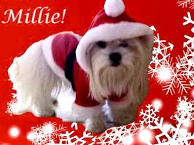 Santa Millie!