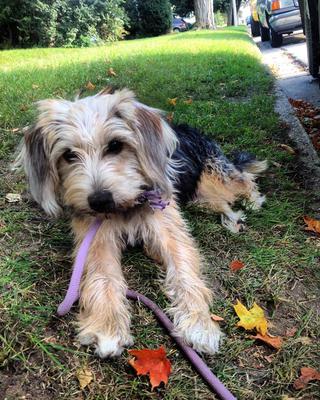 Beagle Maltese Mix - Scout