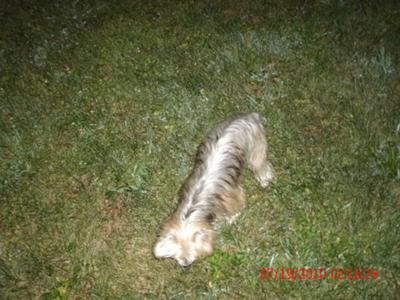 chasin a grass hopper