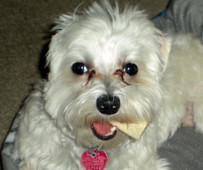 Little Max Our Cigar Man