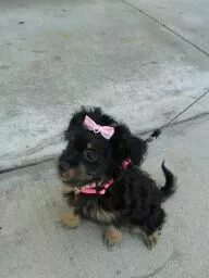 refusing to walk