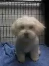 First time groomed