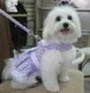 Suki Posing