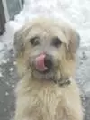 Max loves the snow!