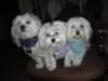 Jake, Abby and Chowder