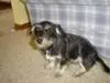 Skeeter