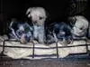 Guinesses (Maltese male) and Dee Dee female full toy Yorkie's pups