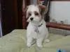 Lexi - 7 mos - 1st haircut