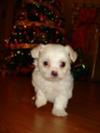 The Cutest Christmas Maltese Bichon Frise Puppy