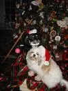 xmas 2011