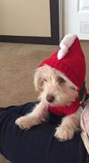 Dressed up in her Santa sweater! Adorable! 