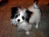 Bella Cutrone the Maltese Papillon Puppy