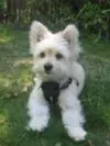 5 months old