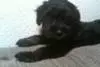 Day 1-Baxter is 8 weeks old
