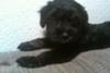 Day 1-Baxter is 8 weeks old