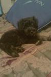 After his puppy trim :D
