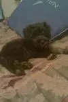 After his puppy trim :D