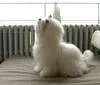 My Maltese Toy, Inga, four pounds.