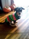 Simba in his Christmas sweater!