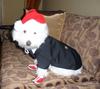 Tux on my Baby $199 Santa hat Princeless