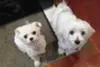 Tinky & Jazzy