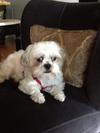 Beethoven my Shih-Maltese mix is very materialistic! Loves his toys!