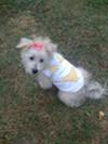 Lilly at 4 months