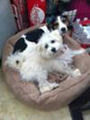 Lilly with her friend Bandit