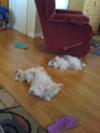 Morkies love to sleep on their backs!