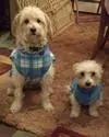 Cloey and my Maltese mix Tucker
