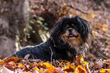 Tibetan Spaniel