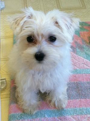 Alyxa a few days after we brought her home