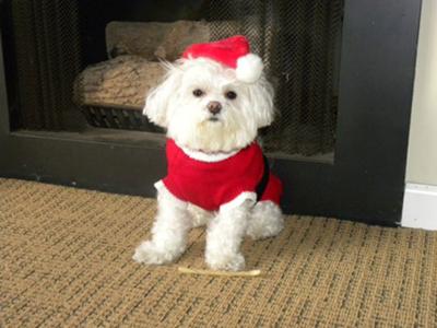 Stylo Clause the Maltese