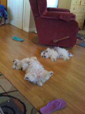 Morkies love to sleep on their backs!