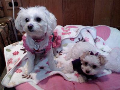 This is Lulu and her baby sister Daisy. Both have the same parents; chihuahua mommy and maltese daddy
