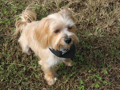 Just got back from Petco for grooming!  She is showing off her hair cut!