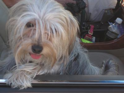 Learning to drive after playing in the park.