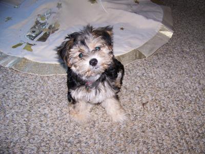 I am a great Christmas gift!