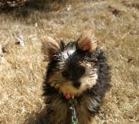 Little Darla playing outside in the fantastic February weather! It was like 65 degrees in Alabama, something she was definitely not used to in Missouri.
