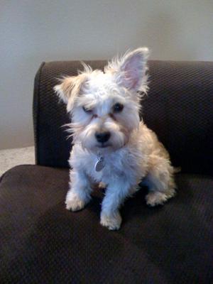 Cute ears on a Yorkie Maltese mix puppy