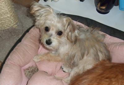 Riley relaxing in the cat's bed.
