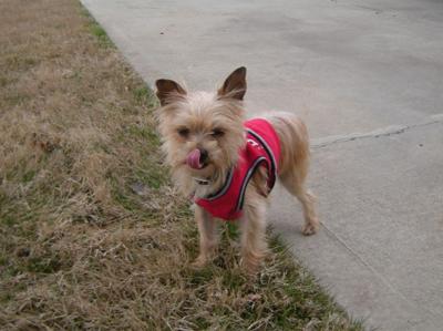 BRAXTON the Yorkie Maltese Mix Rescue