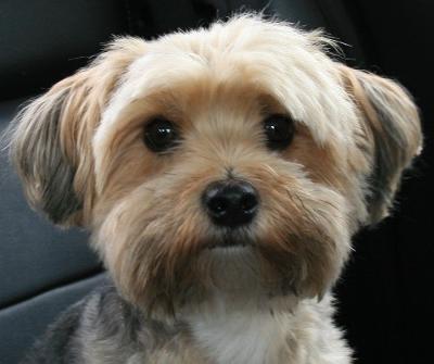 Brown Yorkie Maltese - Teddybear