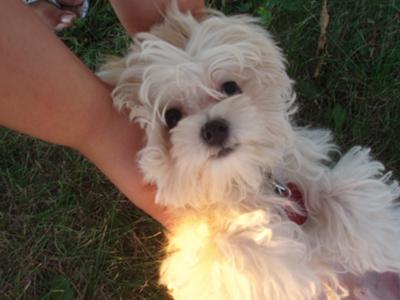 yorkie running speed yorkie maltese puppies yorkie running speed yorkie maltese puppies