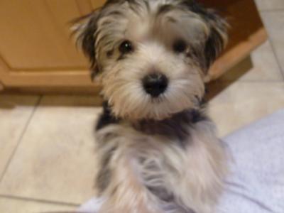 yorkie mix maltese puppies yorkie maltese puppy yorkie mix maltese puppies yorkie maltese puppy