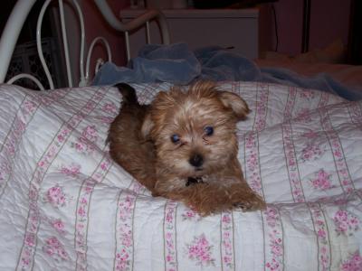 Chewbacca the happy Yorktese puppy