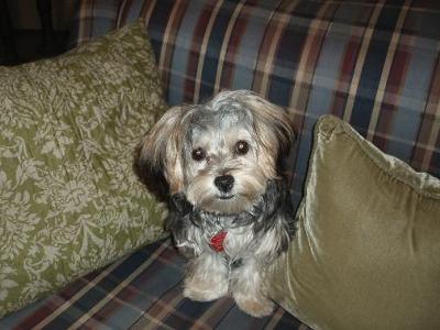 yorkie maltese mix form